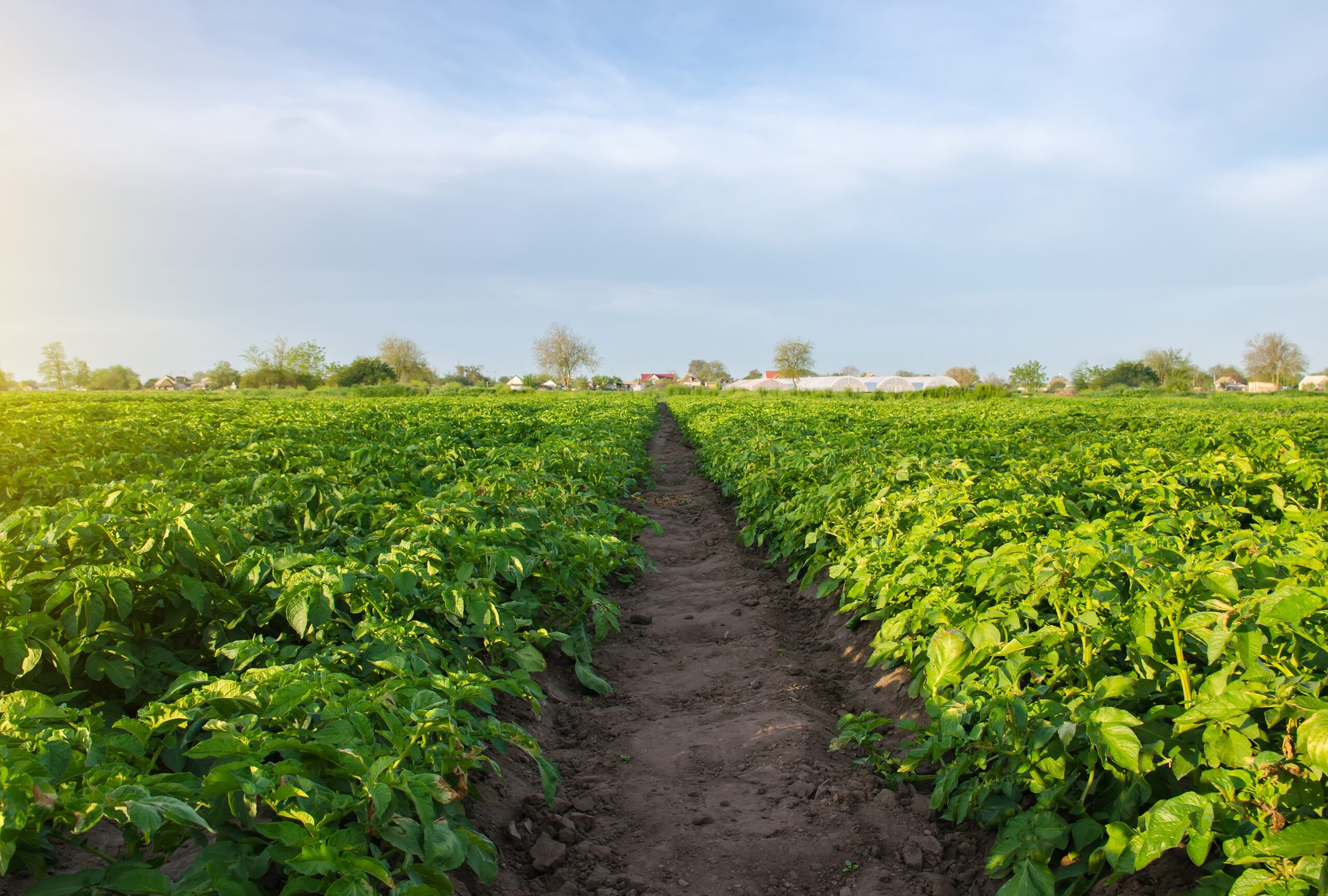Camino entre hileras de plantas de papa