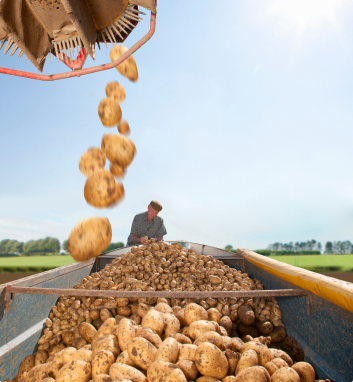 Potatoes being harvested in a field