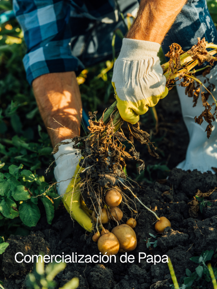 Fresh potato harvest in the field