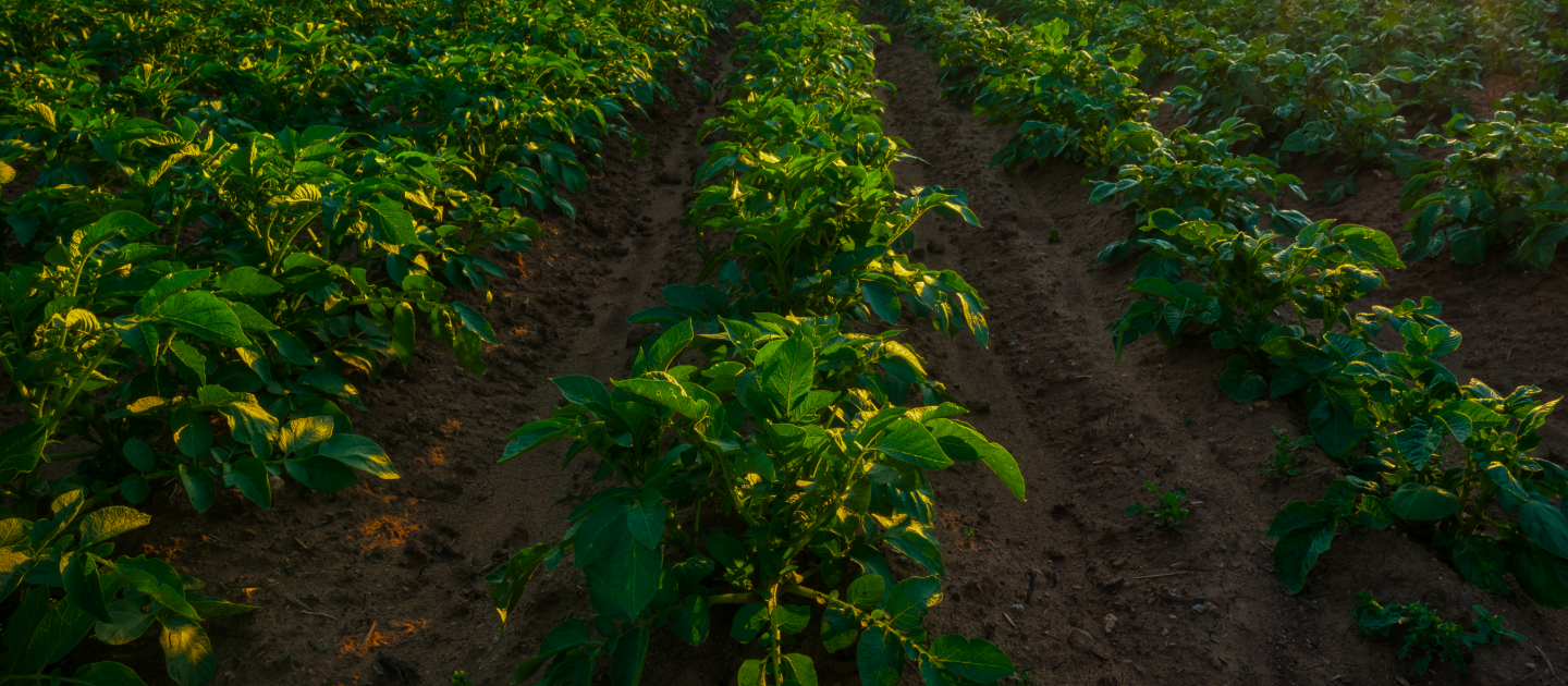 Cultivo de papa iluminado por luz de atardecer