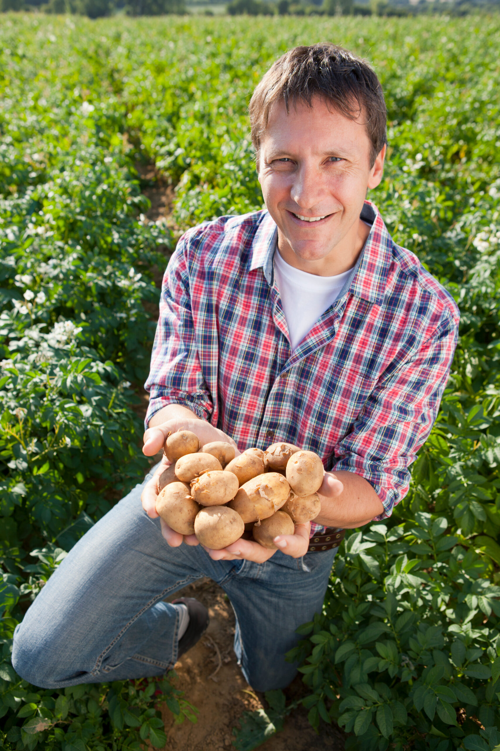 Agricultor con cultivo de papa en el campo