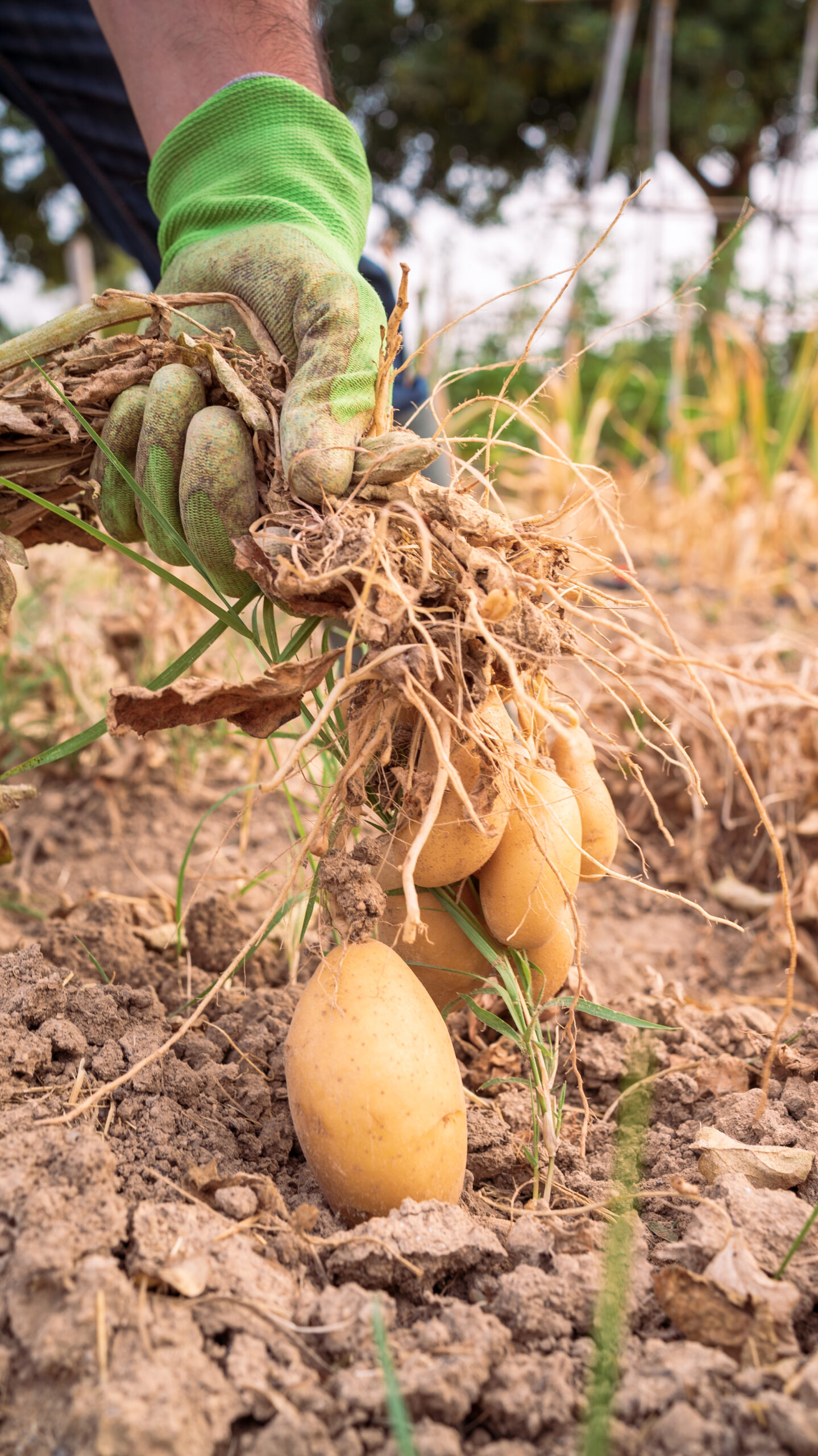 Cosecha de papas en un campo de tierra